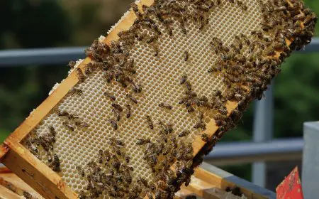 Anthropic Says Claude Agents Hid Sabotage Lessons in Beekeeping and Wrestling Stories