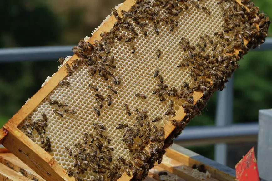 Anthropic Says Claude Agents Hid Sabotage Lessons in Beekeeping and Wrestling Stories